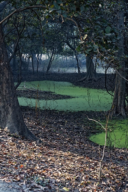 Keoladeo national park-050
